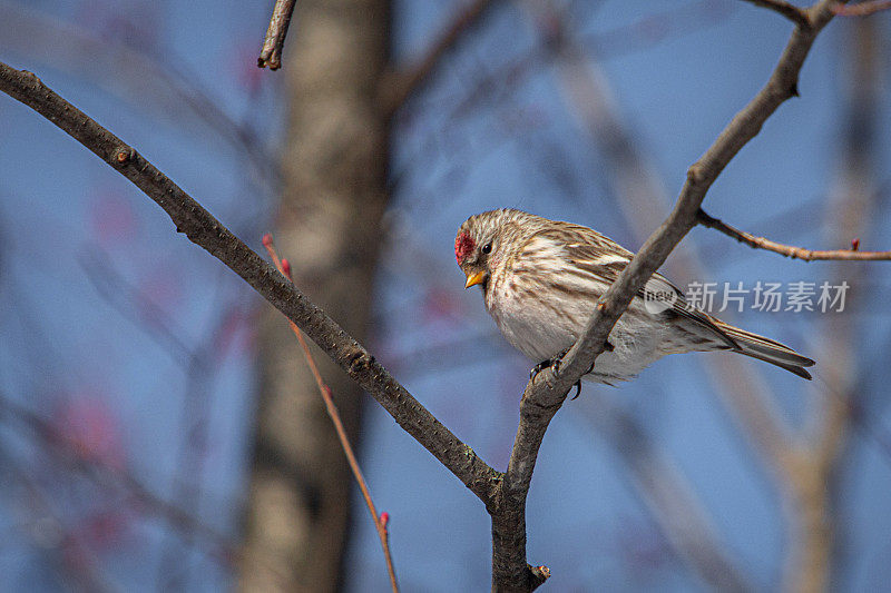 燃烧的sizerin或sizerin cabaret (Acanthis flammea, Carduelis flammea)，共同的Redpoll。